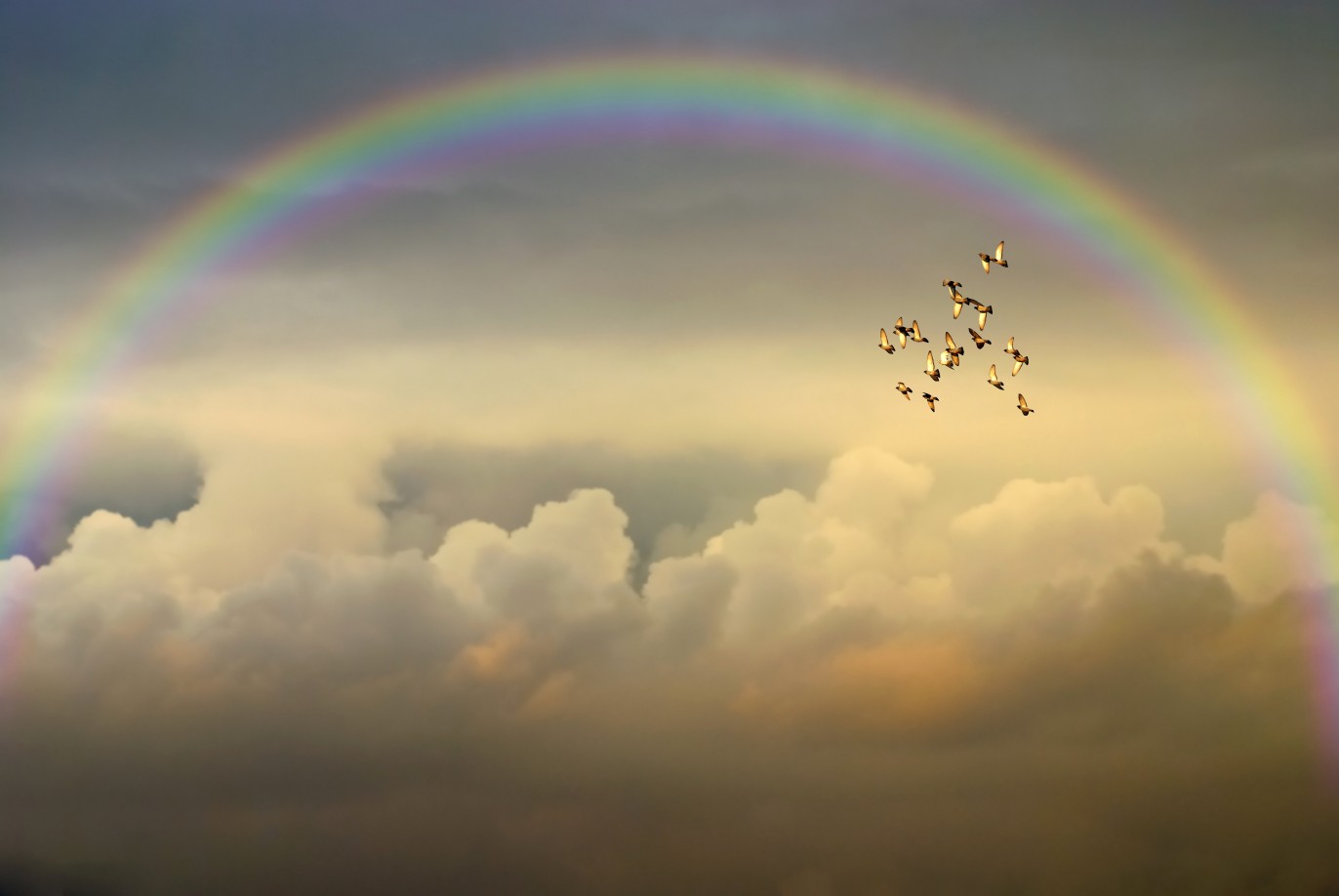 雲の中に現れた希望の虹と羽ばたく鳥